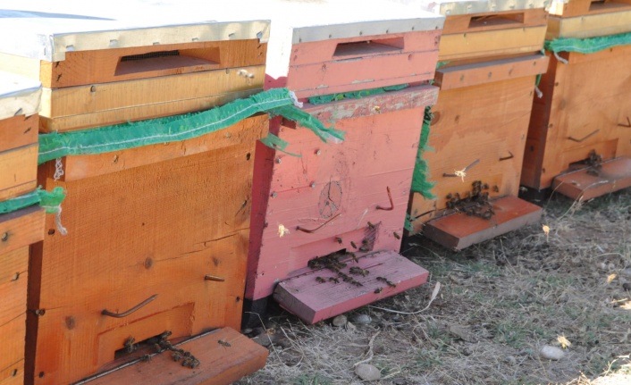 Depremde arılarını kaybeden üreticilere arılı kovan desteği verildi